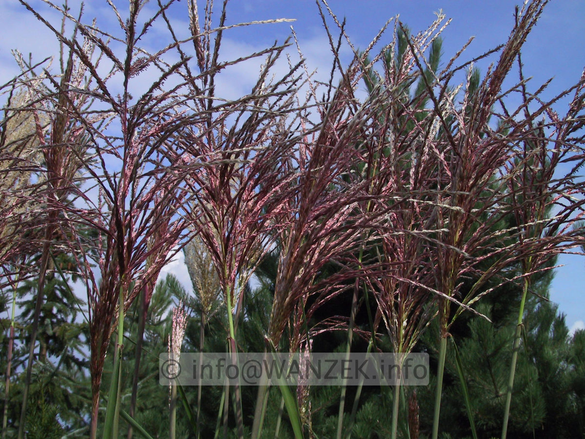 Miscanthus sinensis Red Star (Bluete).jpg